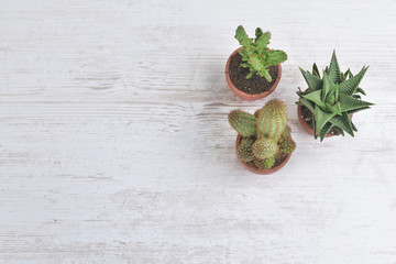 three small cactus in terra cotta pot on white table