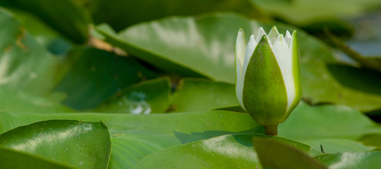 White water lily (Nymphaéa). delta of the Volga river. Summer