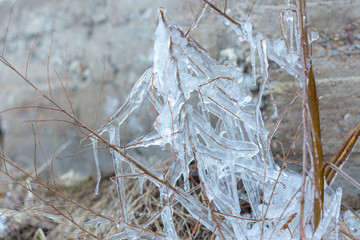 Ice completely covers the trunk and branches of the tree.