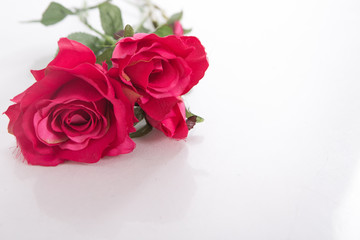 bouquet of red roses on white background. flower close-up. concept of international women's day, spring, March 8