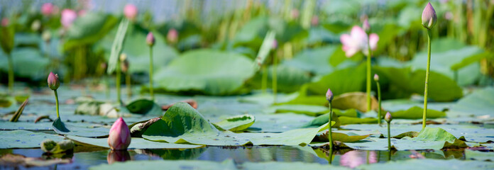 Blooming lotus in the Volga river Delta. . Summer