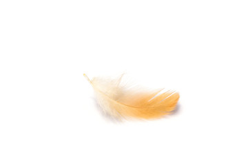 yellow feather on white background