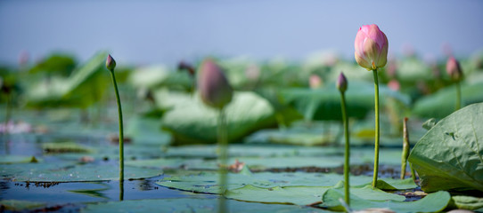 Blooming lotus in the Volga river Delta. . Summer
