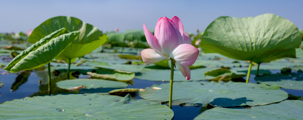 Blooming lotus in the Volga river Delta. . Summer