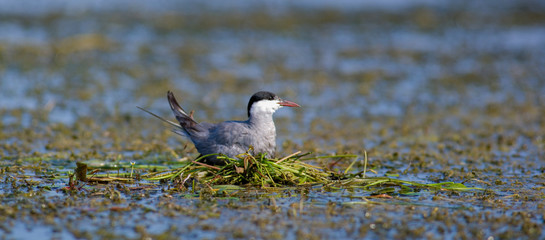 Seagull on the nest. The Volga River Delta. Summer