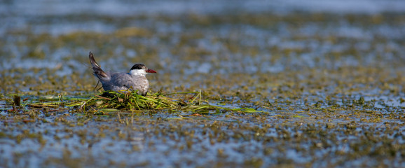 Seagull on the nest. The Volga River Delta. Summer