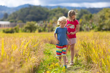 Kids visit rice plantation in Asia. Paddy field.