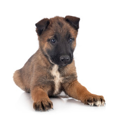 puppy malinois in studio
