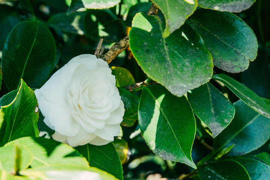 blooming white camellia shrub with black and gray diseases spot on green leaves, horizontal outdoors stock photo image background