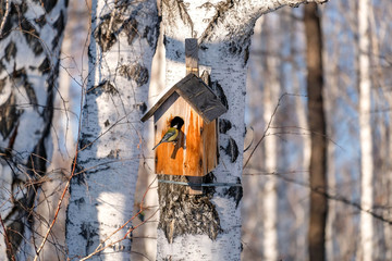 A bird looks into a birdhouse. House for the birds on the tree. Hungry tit in winter © Elena Loginova
