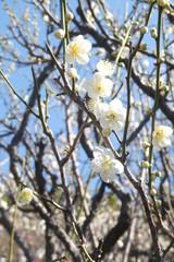 Plum Blossom