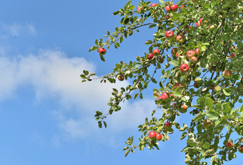 red apples in foliage of an apple tree on blue sky