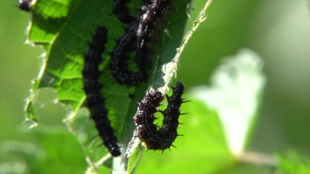 Tagpfauenauge, Schmetterlingsraupen auf Brennessel