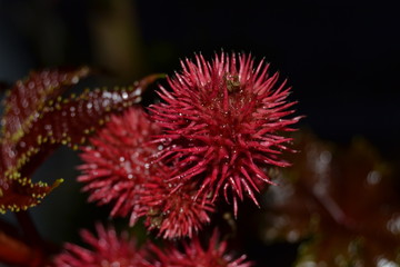 red prickly plant in nature