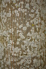 Surface of the brown bark with beautiful pattern