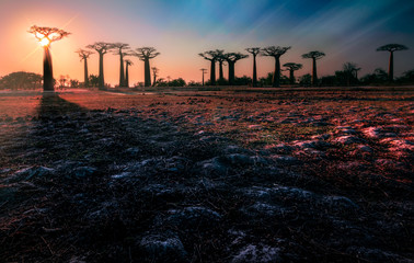 Avenida de baobabs en madagascar