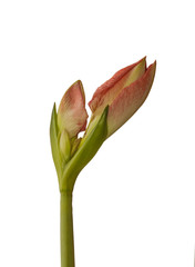 Bud Amaryllis Hippeastrum  "Minerva"   on  white background isolated