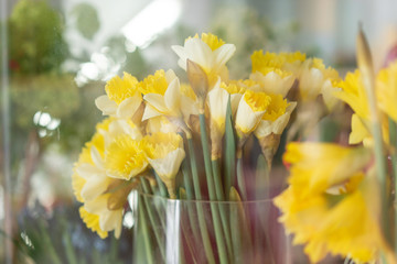 Obraz premium Narcissus. Bouquet of yellow color flowers. the work of the florist at a flower shop.