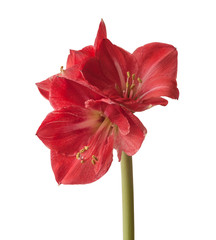Fototapeta premium Amaryllis (Hippeastrum) Galaxy Group 