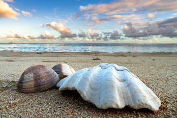 Fototapeta na wymiar Close up of the three sea shell on the beach.