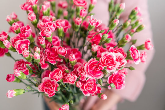 Petals of pink spray carnation in woman hand. Unusual flowers dianthus . Spring flower pattern