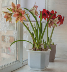 Blooming hippeastrum (amaryllis) on a windowsill in winter