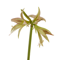 Hippeastrum (amarillis)   Spider Group 