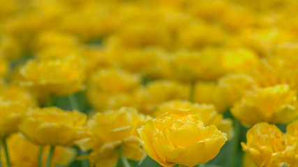 yellow tulips banner Flower in Garden. Nature background.