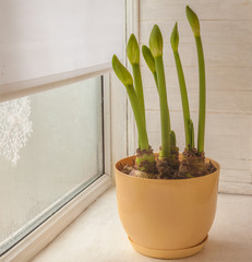 Buds Hippeastrum (amaryllis) in   pots on window sill