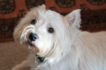 Cute West Highland White terrier looking at camera