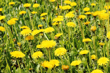 Horizontal mage of yellow dandelions. Abstract nature background. Cropped shot of meadow. 