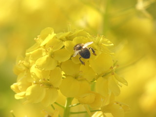 蜜蜂