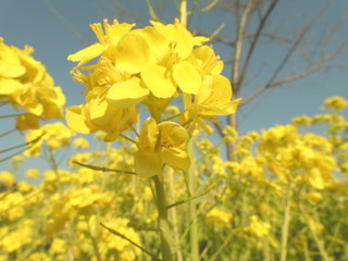 Fototapeta premium 菜の花