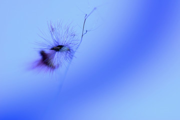 Closeup beautiful dandelion grass flower isolated blue background