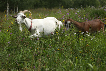 Fototapeta premium A white goat with horns and a Nubian brown goat walk in a flowering summer meadow