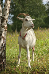 Obraz na płótnie Canvas White goat in a red collar next to a birch in sunny weather in summer blurred bokeh background
