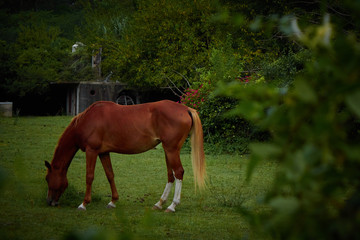 caballo