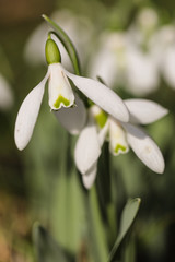 Obraz premium Frühling