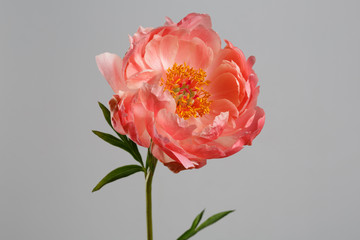 Salmon color peony flower isolated on gray background.