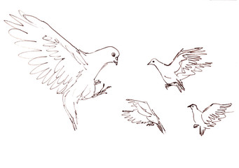 linear graphic black and white drawing flying pigeons