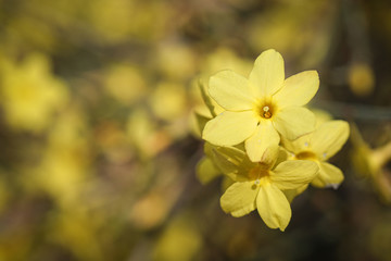 Obraz premium Frühling