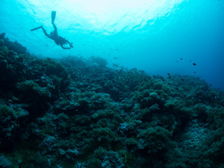 Fototapeta na wymiar Diving