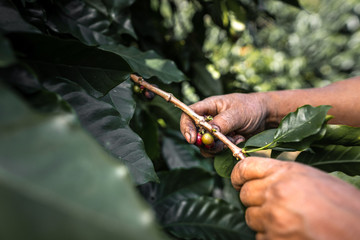 The farmer's hand is picking the coffee beans from the tree.
