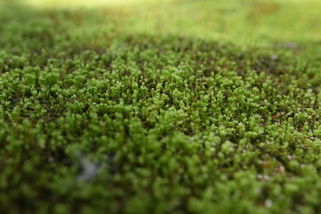 Naklejka premium moss on green grass background