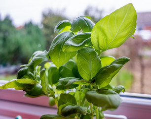Close up of basil plant on kitchen windowsill