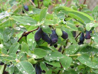 Ripe berries of honeysuckle on a branch close-up on a background of green leaves. Dew drops on honeysuckle leaves.