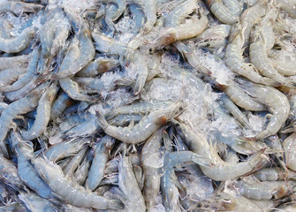Fresh shrimps