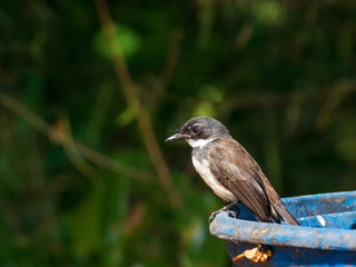 The Malaysian Pied Fantail is a black and white bird locally referred to as the "crazy thrush". This is due to its frenetic feeding behavior. Scientific name is Rhipidura javanica.