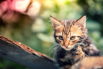 Naklejka na ściany i meble Cute little kitten sitting in the yard in summer