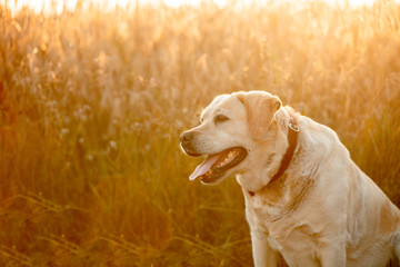 Labrador retriever dog sitting on a wheat field at sunset